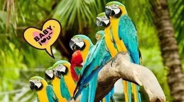 【915-918邵陽(yáng)秋季車展倒計(jì)時(shí)7天】藝高鳥膽大，墻都不服，我就服niao！